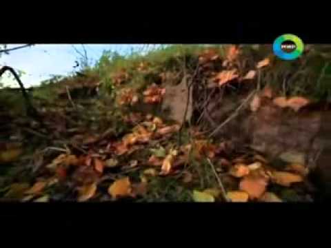 Видео: История о древнем городе на острове озера Мядель