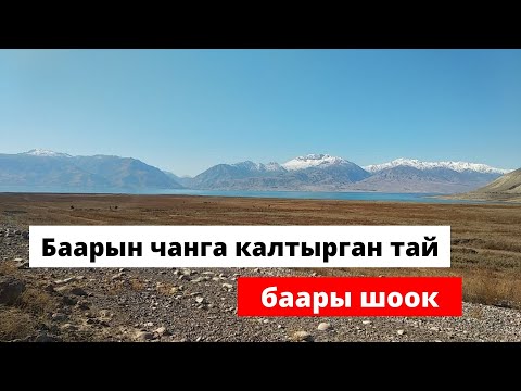 Видео: Токтогул (Ат чабыш) Мындай кулукту корбогом