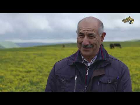 Видео: 📹PRO Лошадей. Карачаевский конный завод. 2 июля 2023 года.