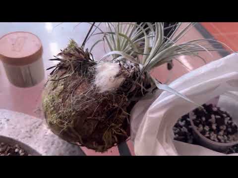 Видео: ПЕРЕСАДКА ЦВЕТУЩЕЙ КАТТЛЕИ И КАТТЛЕИ С КОКОСА. Orchid Care