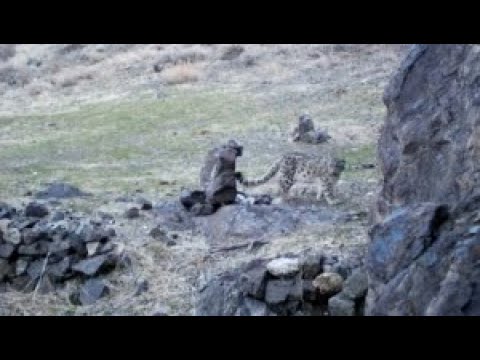 Видео: Численность снежных барсов в Казахстане выросла почти вдвое