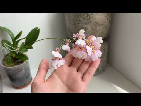 Видео: Цветение орхидей июль 2025