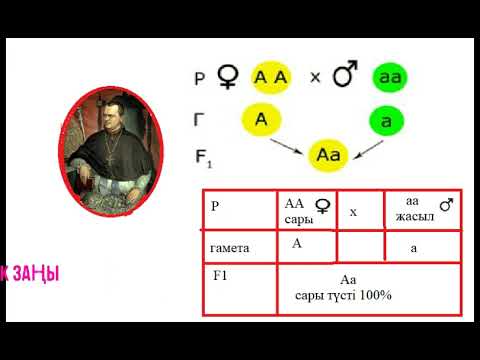 Видео: 9_класс_Биология_3_тоқсан_8_сабақ_Моногибридті будандастыру