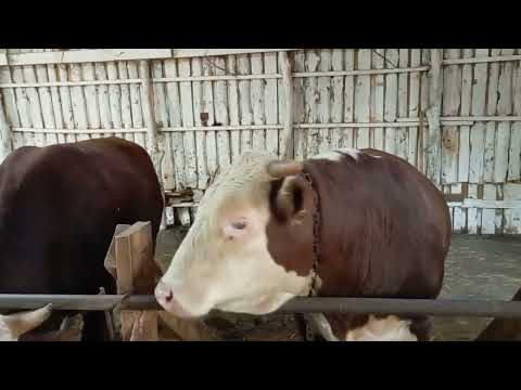 Видео: Нужно ли бычкам давать много корма?