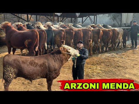 Видео: ARZON SOTAMAN CHEMPION BUQALARNI  👍13 ноября 2025 г.