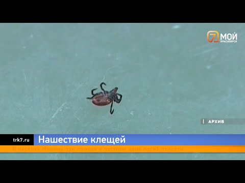 Видео: В Красноярске невиданное нашествие клещей, их снимают с себя даже во дворах