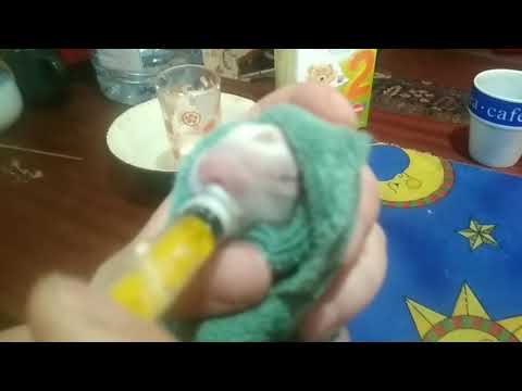 Видео: Кормление крольчат со шприца/ Чем и как кормим пятидневных крольчат.