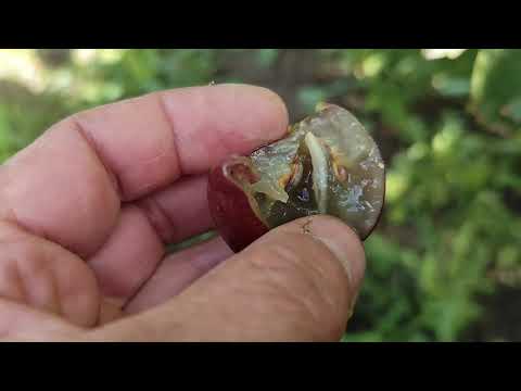 Видео: ЛИХАЧ.Калугина В.М.Крупноплодная.