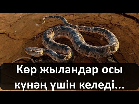 Видео: Көр жыландар осы күнәң үшін келеді...