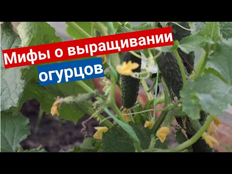 Видео: ОГУРЦЫ. ПРАВИЛА ХОРОШЕГО УРОЖАЯ. Наталия Петренко про мифы о выращивании огурцов