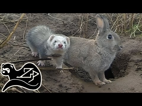 Видео: Маленькая охотница - Хорек на охоте за кроликами 10
