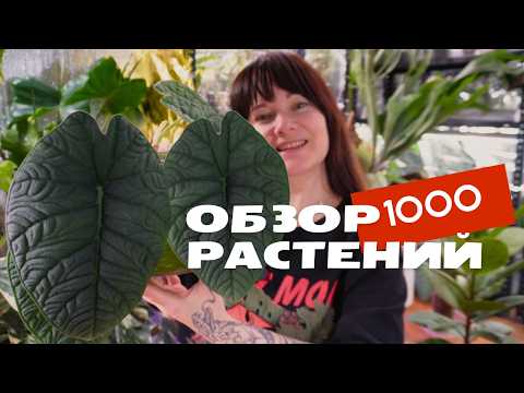 Видео: Продала 800 растений, кто же остался в коллекции?