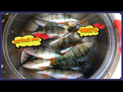 Видео: Первый лёд Онежское озеро 2023!!!. Отличный окунь по первому льду на Онежском озере. Зимняя рыбалка.