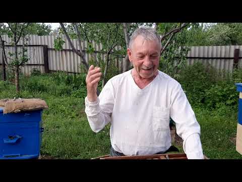 Видео: ПАСЕКА.ПЧЕЛОВОДСТВО. Двухкорпусное содержание, ставим второй корпус.