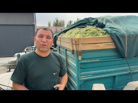 Видео: АНДИЖОН ШАХРИХОН СИЛОС НАРХЛАРИ 2 октября 2025 г