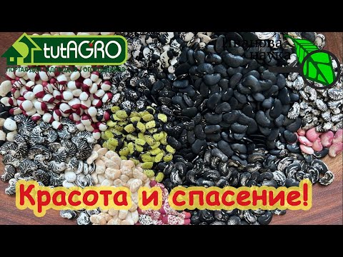 Видео: НЕТ ТЕБЯ ПРЕКРАСНЕЙ! И полезней! Вот что выручит и в безденежье, и когда нет настроения! ФАСОЛЬ!