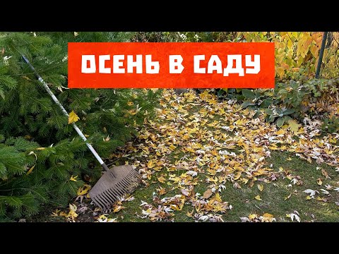 Видео: Осень в саду | Прогулки по саду