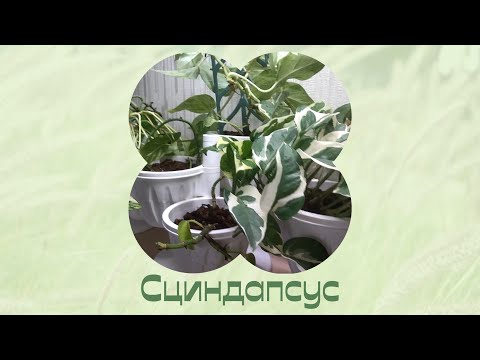 Видео: Комнатные растения. Сциндапсус. Привожу цветы в порядок.
