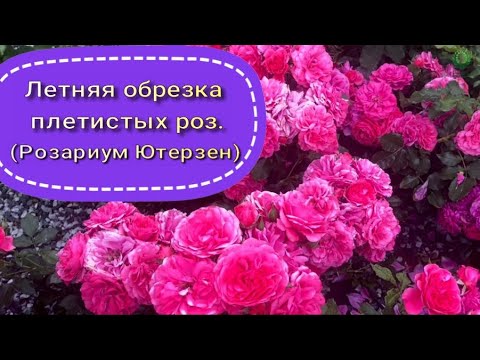 Видео: Летняя обрезка плетистых роз. (Розариум Ютерзен). Питомник растений Е. Иващенко