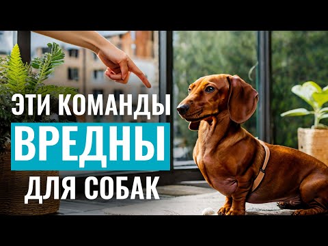 Видео: КОМАНДЫ, которые могут НАВРЕДИТЬ СОБАКЕ, если их использовать неправильно