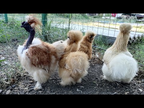 Видео: Сентябрь. Подготовка теплицы для проживания цыплят. Павлины, шёлковые курочки.