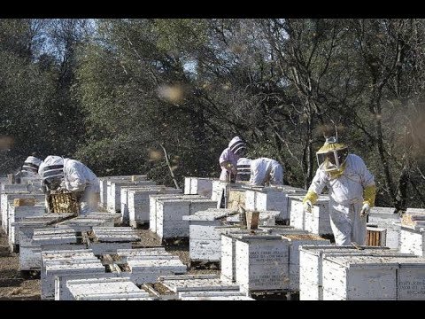 Видео: Технологии промышленного пчеловодства Александр Хоменко