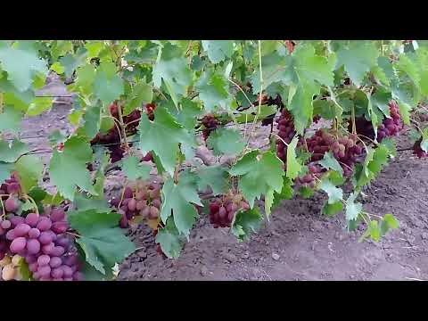 Видео: Стан виноградника на 07.09.2025