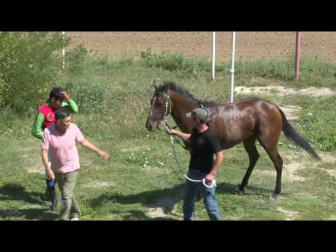 Видео: Элистинский ипподром Большой приз "OKC" 30 08 2023