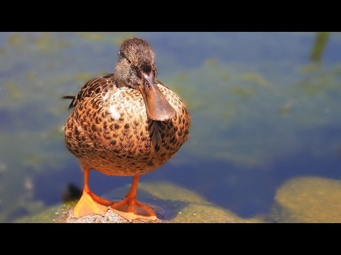 Видео: Четвертая нормальная форма (4NF) реляционной базы данных