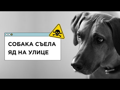 Видео: ЯД на улице! Первая помощь собаке при изониазиде и крысином яде. Ответ ветеринара