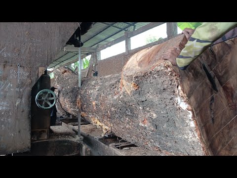 Видео: ОНИ СПОСОБНЫ РЕЗАТЬ САМУЮ ТВЕРДУЮ ФОРМУ ДРЕВЕСИНЫ