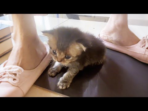 Видео: Я не хотела забирать его, но слова соседки всё изменили...