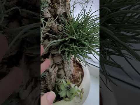 Видео: Пенёк с тилландсиями