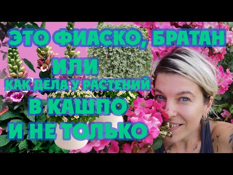 Видео: Это фиаско, братан. История жизни моих посевов. Жизнь в кашпо.