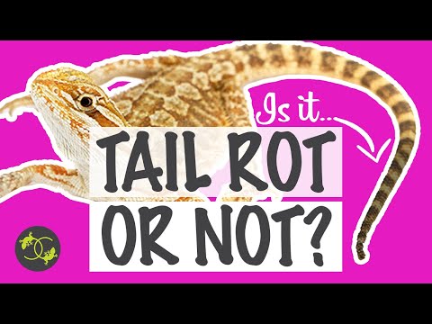 Видео: Как лечить гниль хвоста у бородатых агам? - Есть ли у моей бородатой агамы гниль хвоста? - Cookie...
