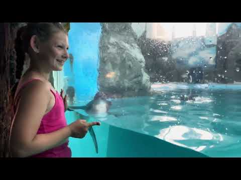 Видео: Океанариум и пингвинарий в Анапе 2014 год