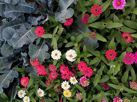 Видео: Низькоросла сортова цинія, як показала себе на городі