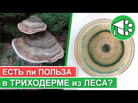 Видео: ТРИХОДЕРМА из леса: есть ли польза? | Эффективна ли триходерма из трутовика для защиты растений?