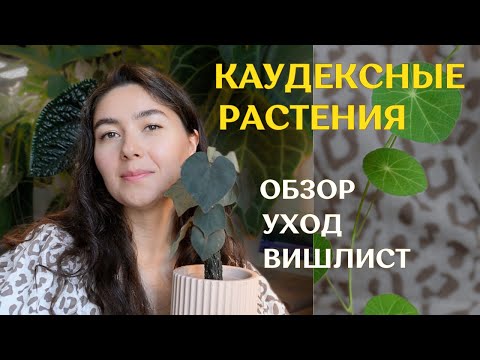 Видео: СТЕФАНИЯ эректа, КАВАСАКИ (НОВА) и другие КАУДЕКСНЫЕ растения | ОБЗОР, мой УХОД и ВИШЛИСТ🌱