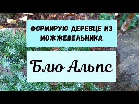 Видео: Формирую деревце из можжевельника Блю Альпс.