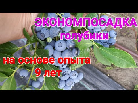 Видео: Осенняя посадка ГОЛУБИКИ в ямки.