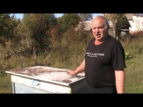 Видео: ЗАЩИТА ПАСЕКИ ОТ МЫШЕЙ