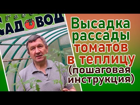 Видео: ВЫСАДКА РАССАДЫ ТОМАТОВ В ТЕПЛИЦУ (пошаговая инструкция)