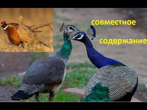 Видео: Павлины и фазаны,как содержать вместе?