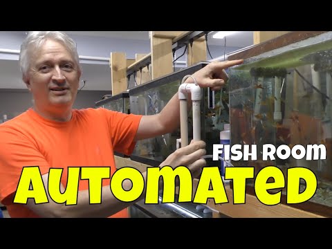 Видео: Выращивание тысяч рыб в этом рыбоводном хозяйстве...