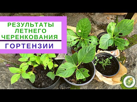 Видео: Результаты летнего  черенкования ГОРТЕНЗИИ//как сохранить черенки зимой