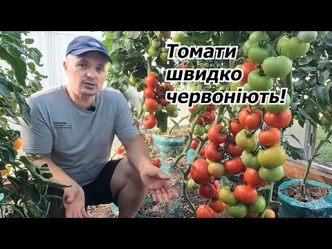 Видео: Томати червоніють на очах!