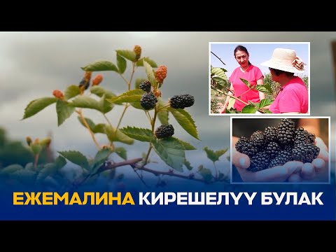 Видео: ЕЖЕМАЛИНА КИРЕШЕЛҮҮ БУЛАК // КУТМАН ТАҢ