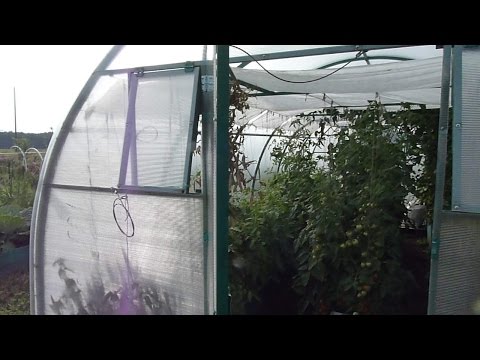Видео: Обзор наших теплиц на дату 14.07.2016 и 31.07.2016