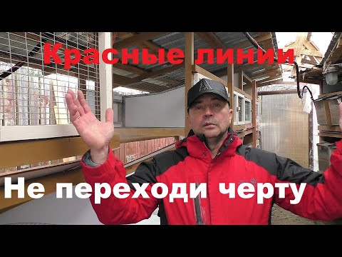 Видео: ЗАВОДЯТ КАК КРОЛИКОВ🐰 ЗА КРАСНЫЕ ЛИНИИ🤦‍♂️ Кролики содержание и разведение